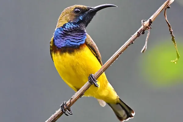 Olive-Backed Sunbird with open beak perched on thin branch in forest