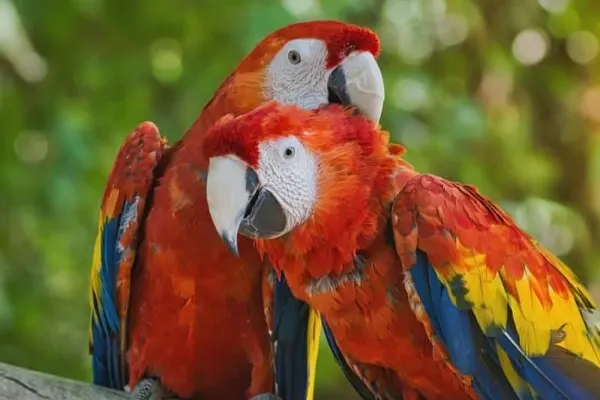 Two Scarlet Macaws perched on a branch, facing each other in a forest setting