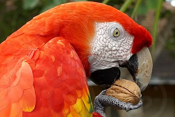 Close-Up of Scarlet Macaw Eating a Nut