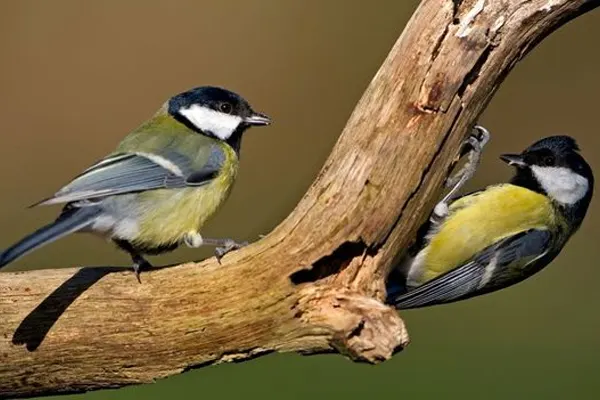 Two Great Tits interacting on a weathered branch