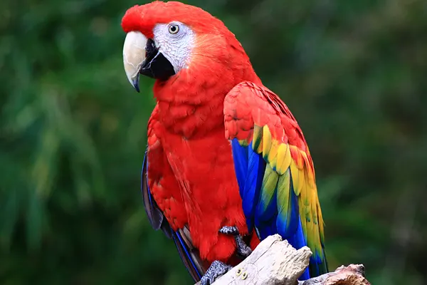 Scarlet Macaw Perched on a Branch 