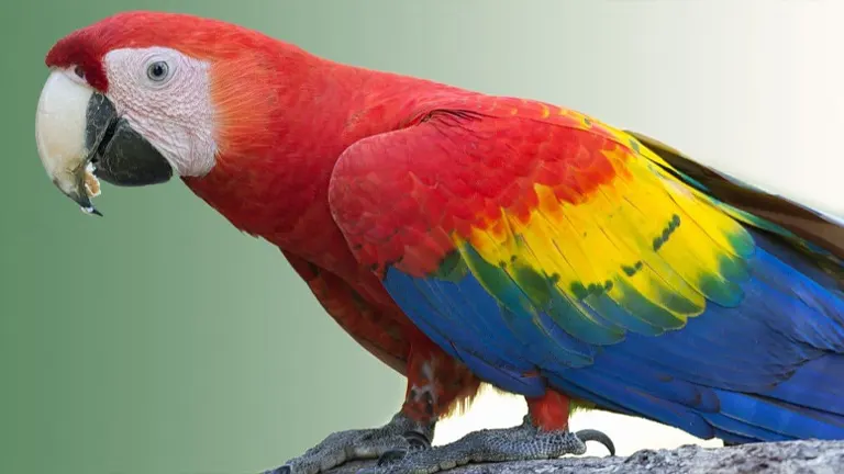 Scarlet Macaw