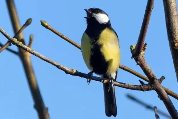 Great Tit bird perched on a branch against a blue sky