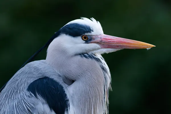 Close-up of Female Grey Heron’s head and neck against a green background