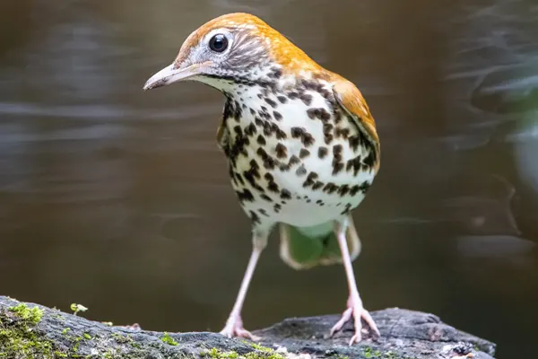 A Wood Thrush bird with a spotted breast standing on a mossy log near a body of water