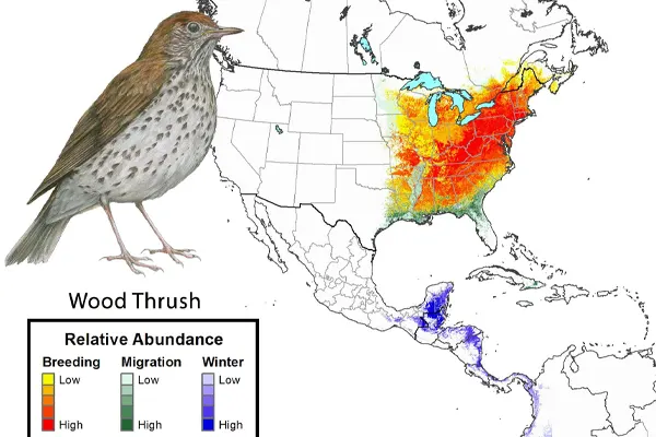 Illustration of a Wood Thrush bird with a color-coded map of North America showing its relative abundance during different seasons