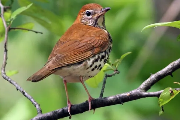 A Wood Thrush bird with a rust-colored head perched on a branch, green leaves in the background