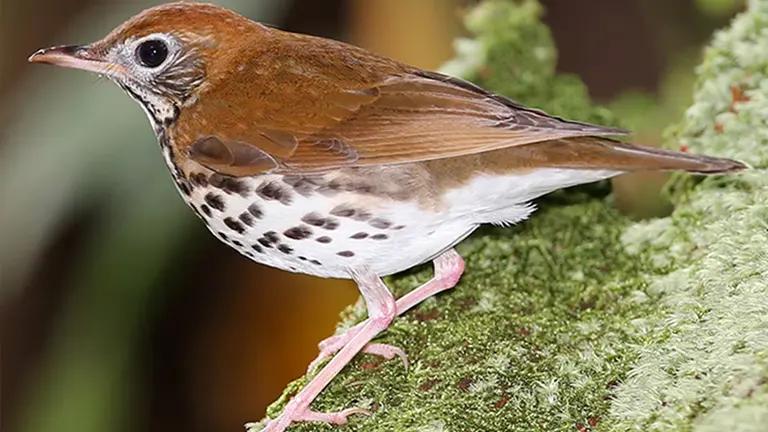 Wood Thrush