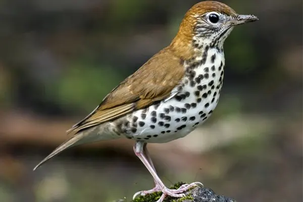 A Wood Thrush bird with a spotted belly perched on a rock in a forest