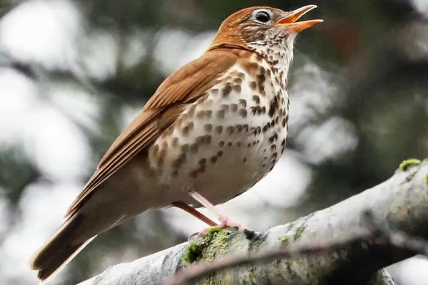 A Wood Thrush bird with a spotted belly perched on a mossy branch, beak open, in a forest