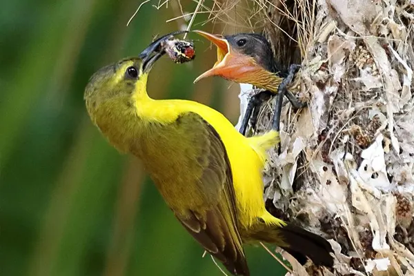 Olive-Backed Sunbird feeding its young in a nest