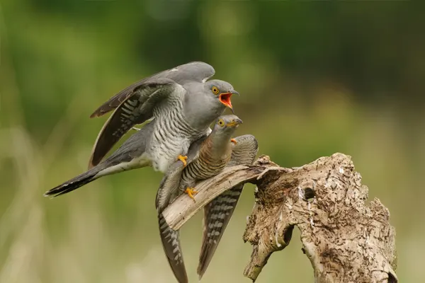 Two Common Cuckoos on weathered stump, one with spread wings