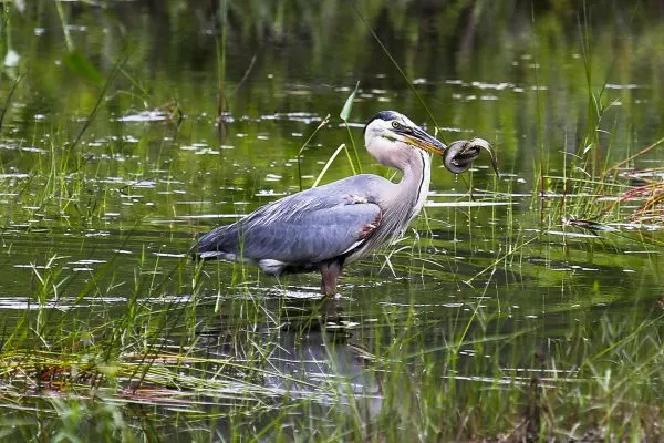 Grey Heron in a pond with a fish in its beak