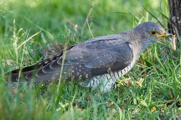 Common Cuckoo with caterpillar in beak standing in grass