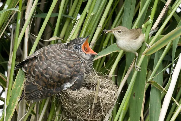 Adult and juvenile Common Cuckoos in grass nest in reed bed