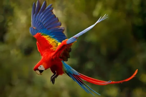Scarlet Macaw in Flight with Wings Spread and Tail Feathers Fanned Out