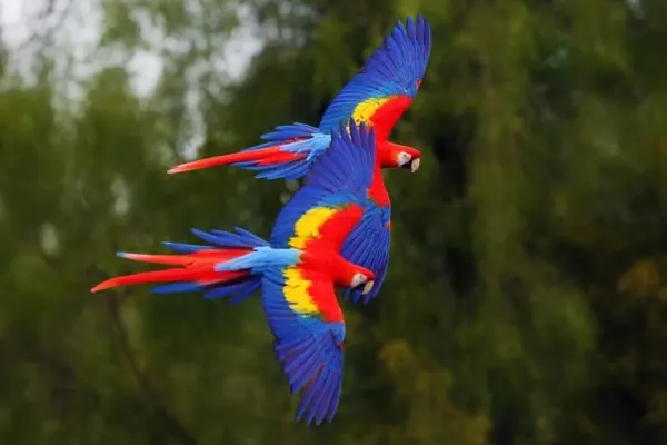 Scarlet Macaw in Flight with Wings Spread and Tail Feathers Fanned Out