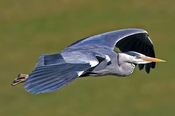 Grey Heron in flight over green field and blue sky