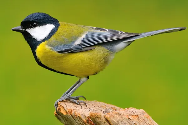 Great Tit bird with a yellow body perched on a weathered branch against a bright green background