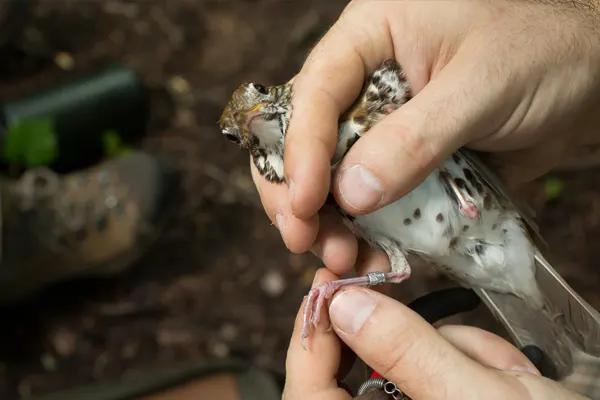 Close-up of a speckled Wood Thrush bird gently held in a person’s hand, with a blurred green foliage background