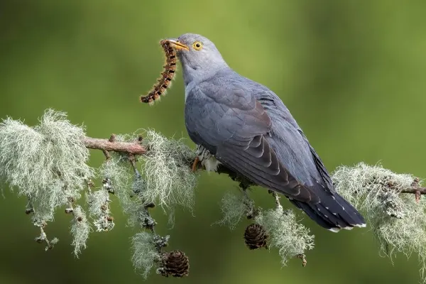 Common Cuckoo perched on branch with spread wings and worm in beak