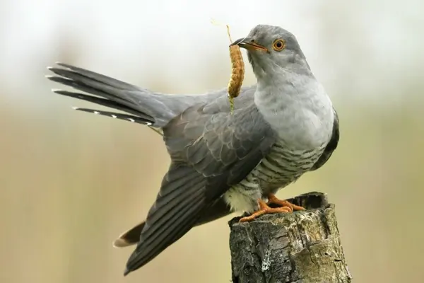 Common Cuckoo perched on stump with caterpillar in beak