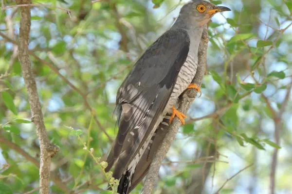 Common Cuckoo perched on tree branch amidst green leaves