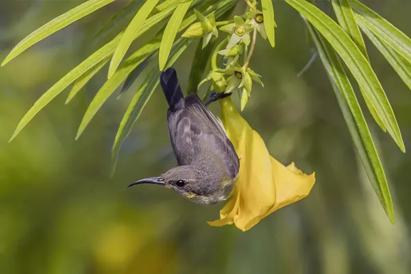 Olive-Backed Sunbird perched on a yellow flower with green leaves in the background