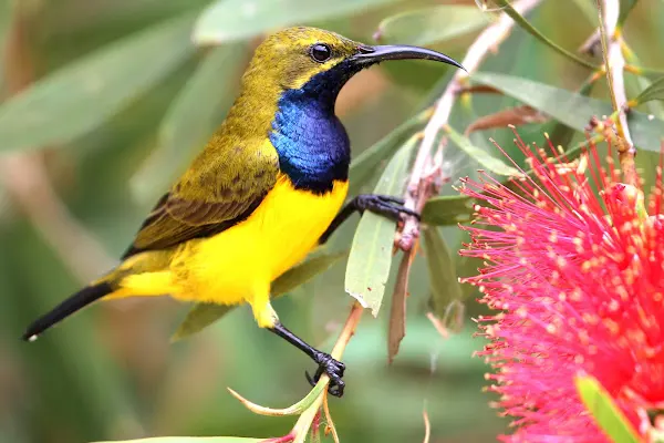 Olive-Backed Sunbird perched on a branch with a red flower in the background