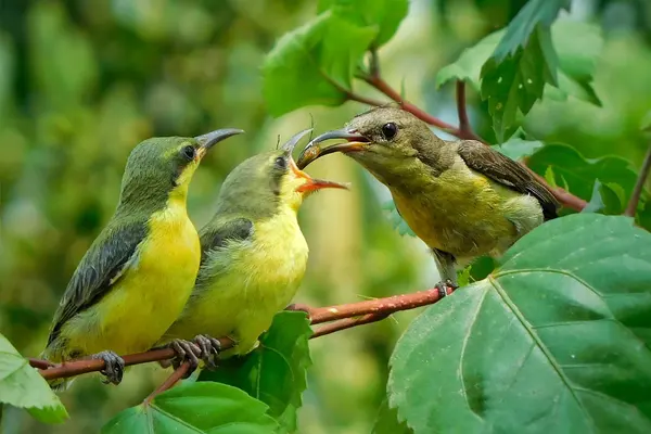 Three Olive-Backed Sunbirds perched on a branch with green leaves in the background