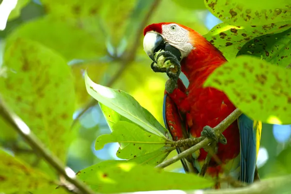 Scarlet Macaw Perched on a Tree Branch