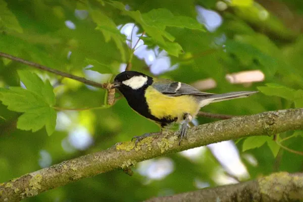 Great Tit bird perched on a tree branch with a worm in its beak