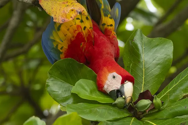 Scarlet Macaw Perched on a Tree Branch, Eating a Nut