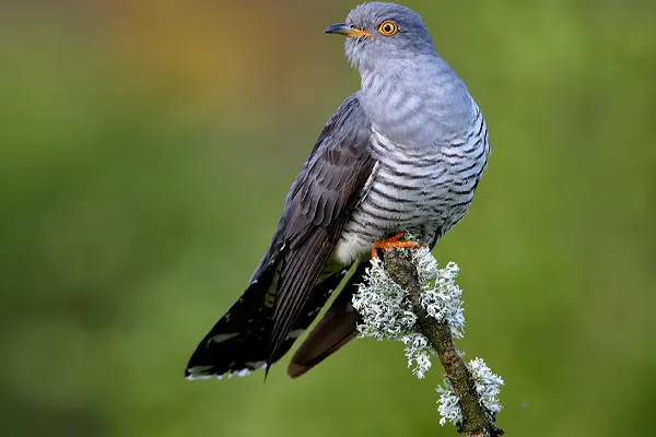 Common Cuckoo perched on mossy branch against blurred green background