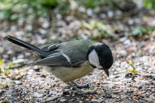 Great Tit bird pecking at seeds on the ground