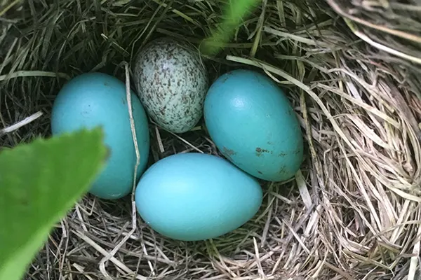 Close-up of Common Cuckoo eggs in straw nest