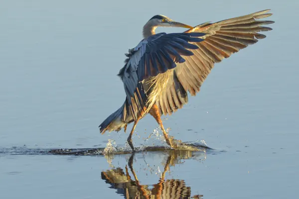 Grey Heron with wings spread in shallow water