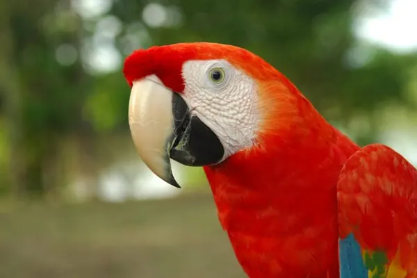 Close-Up of Scarlet Macaw’s Head and Upper Body