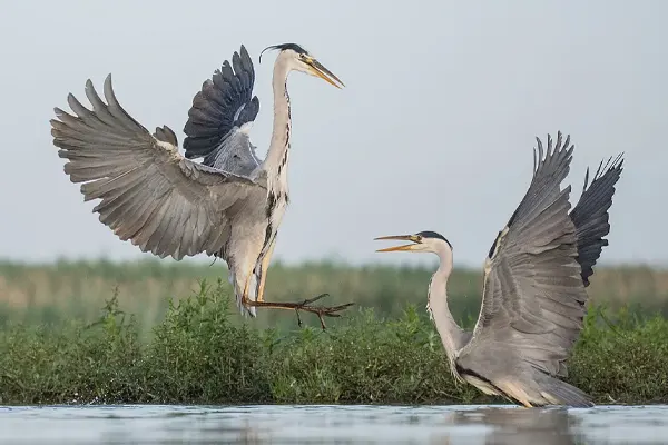 Two Grey Herons flying over water