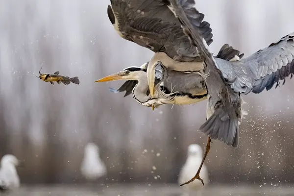 Grey Heron in flight carrying a fish