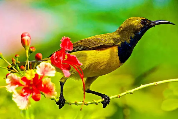 Olive-Backed Sunbird perched on a branch with red flowers