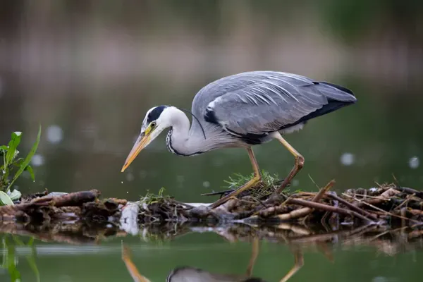 Grey Heron perched on a mossy branch over calm water