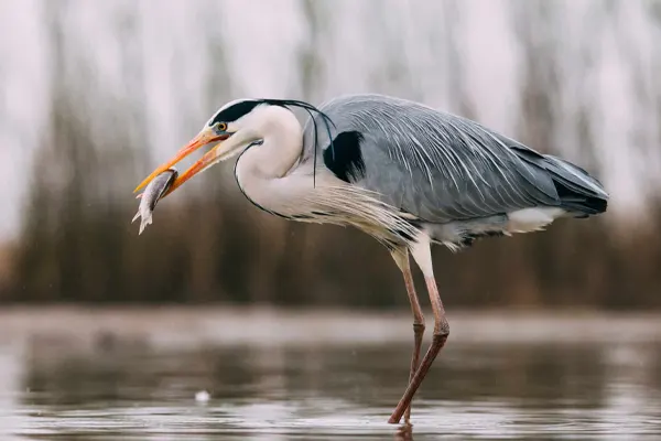 Grey Heron with a fish in its beak, standing in shallow water
