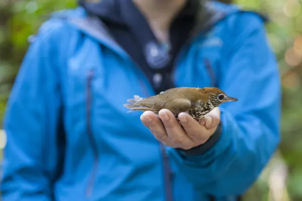 A Wood Thrush bird with a spotted belly perched on a person’s hand in a forest setting