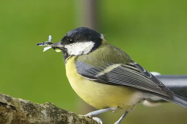 Great Tit bird with an insect in its beak perched on a branch