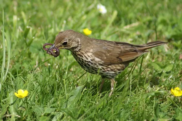 A Wood Thrush bird with a worm in its beak, standing on a grassy field adorned with yellow flowers