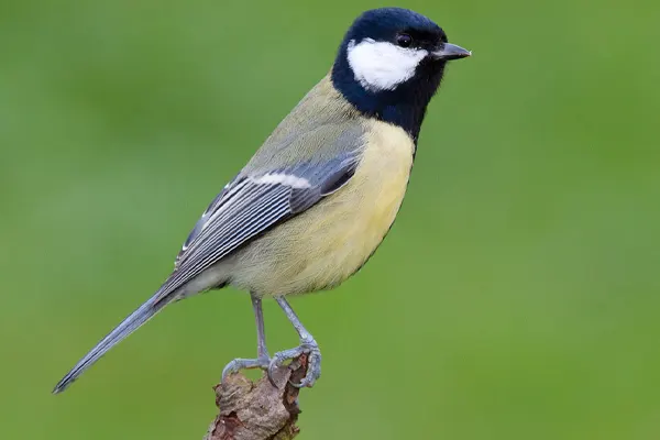Learn Different Types Of Tit Birds / Tits Family / Songbirds