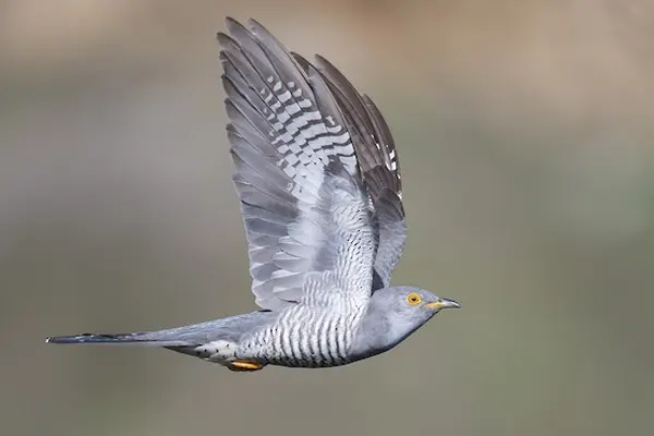 Common Cuckoo in flight over grassland