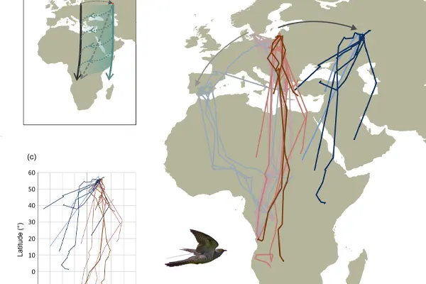 Color-coded map and scatter plot depicting Common Cuckoos’ migration paths in Europe and Africa