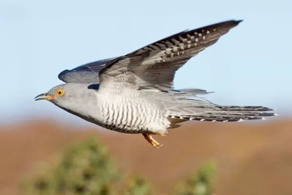 Common Cuckoo flying over shrubbery with open beak